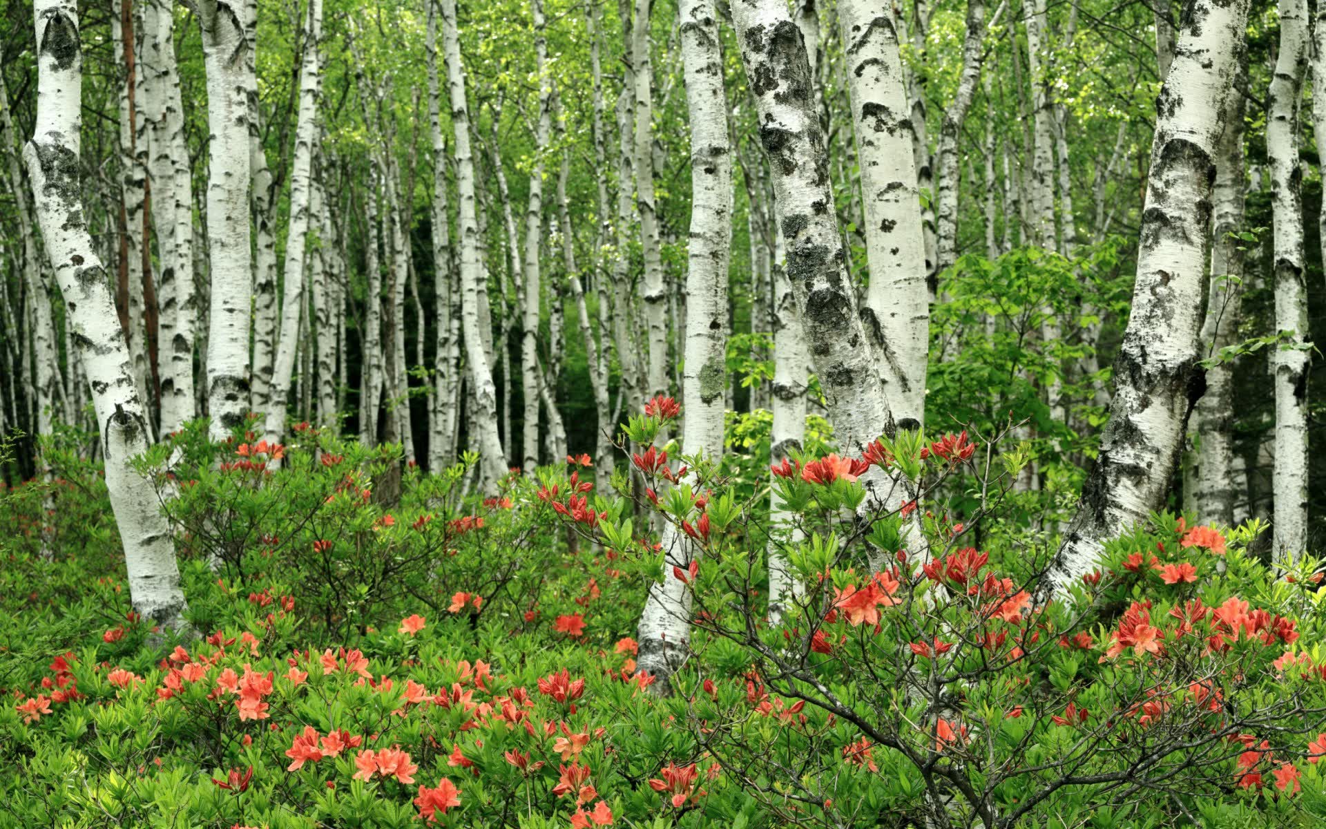 世界登山青年导师生态修复项目第六批结项成果发布,中国登山协会青少年委员会